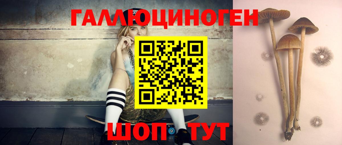 Кингисепп  Галлюциногенные грибы Cubensis  Вход с VPN 